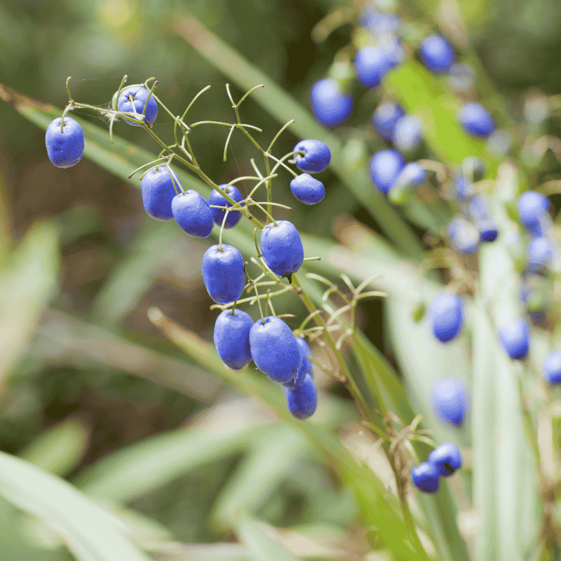 Dianella caerulea Breeze 14cm
