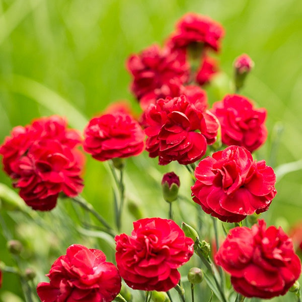 Dianthus Passion 14cm