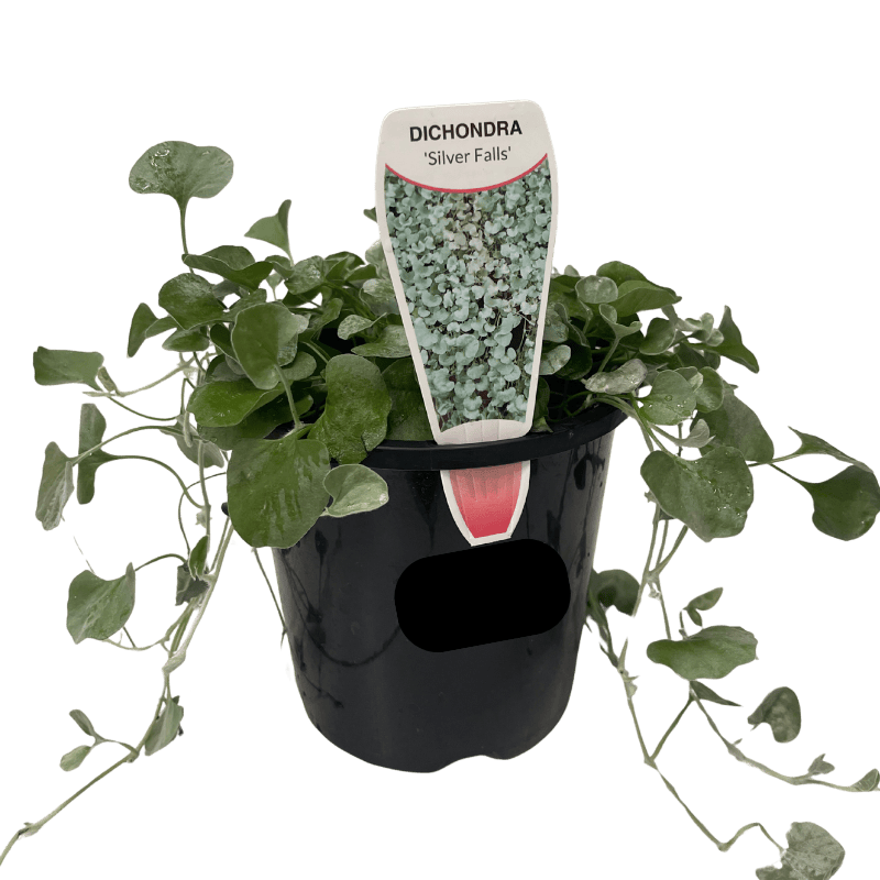 Dichondra 'Silver Falls' 13cm