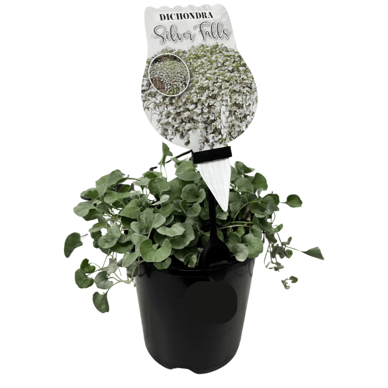 Dichondra Silver Falls 14cm