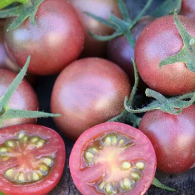 Tomato Black Cherry 10cm