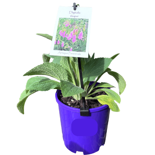 Digitalis Thapsi 14cm