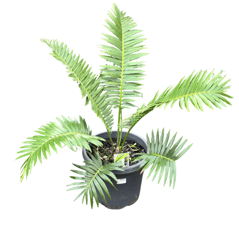 Dioon spinulosum 30cm