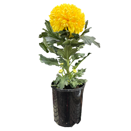 Chrysanthemum Assorted Disbud 14cm