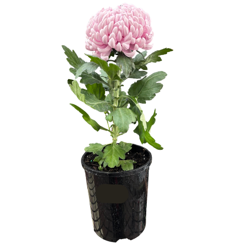 Chrysanthemum Assorted Disbud 14cm