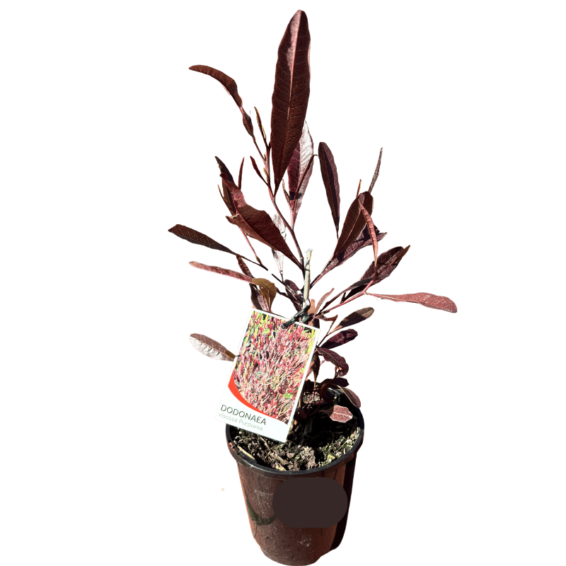 Dodonaea viscosa - Hop Bush 14cm