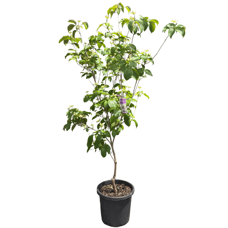 Dogwood - Cornus kousa 'Satomi' 30cm