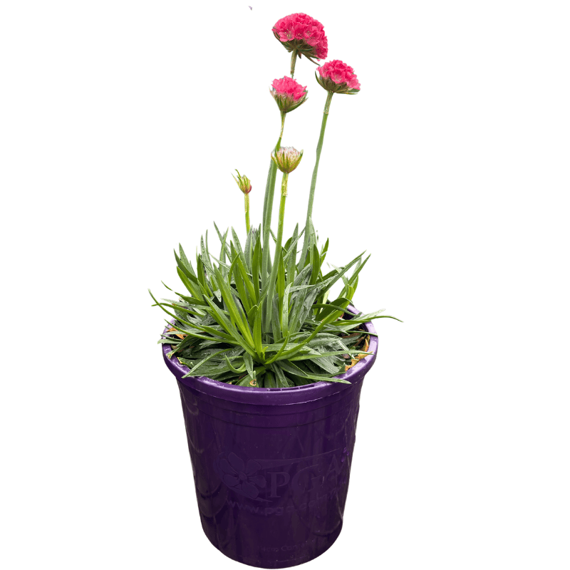 Dreameria Dreamland 14cm