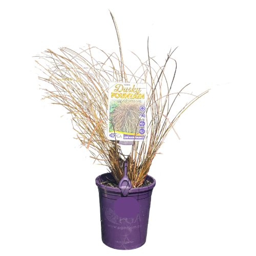 Carex Dusky Fountain 14cm
