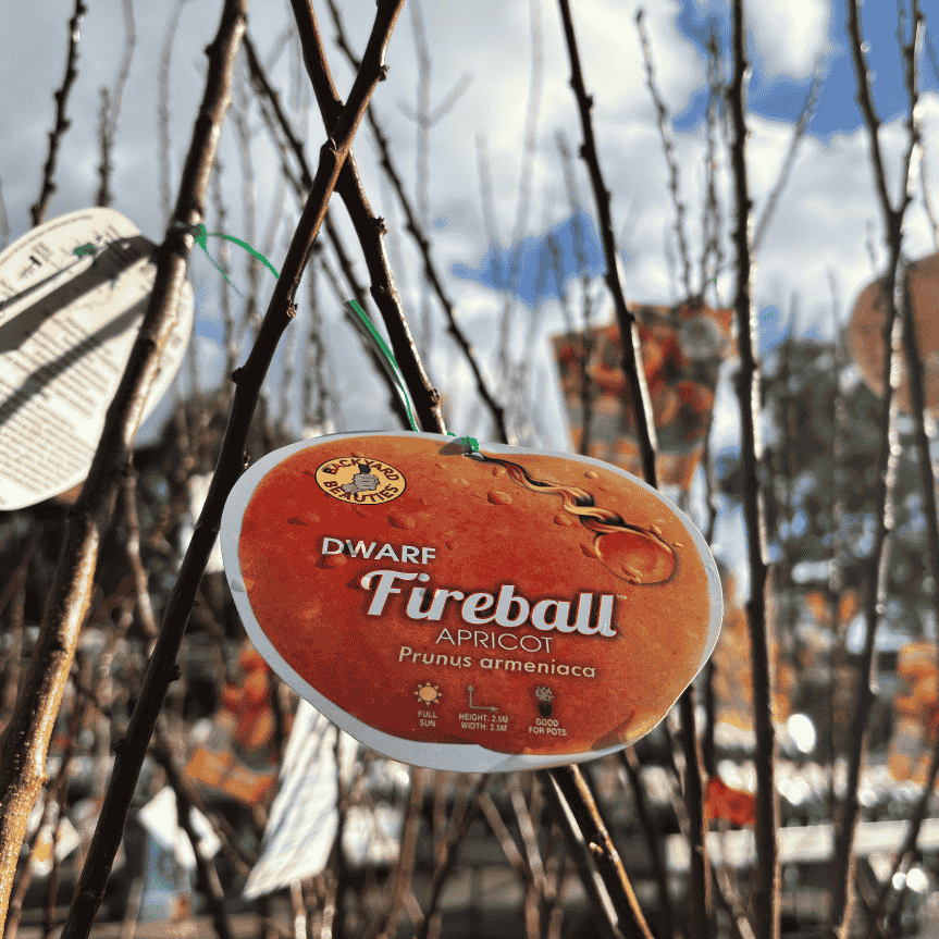 Apricot Fireball Dwarf