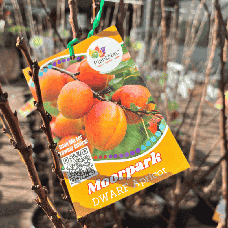 Apricot Moorpark Dwarf