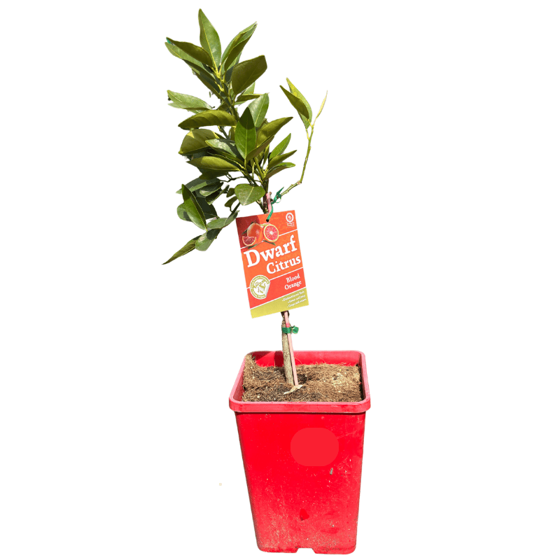 Orange Arnold Blood Dwarf 18cm