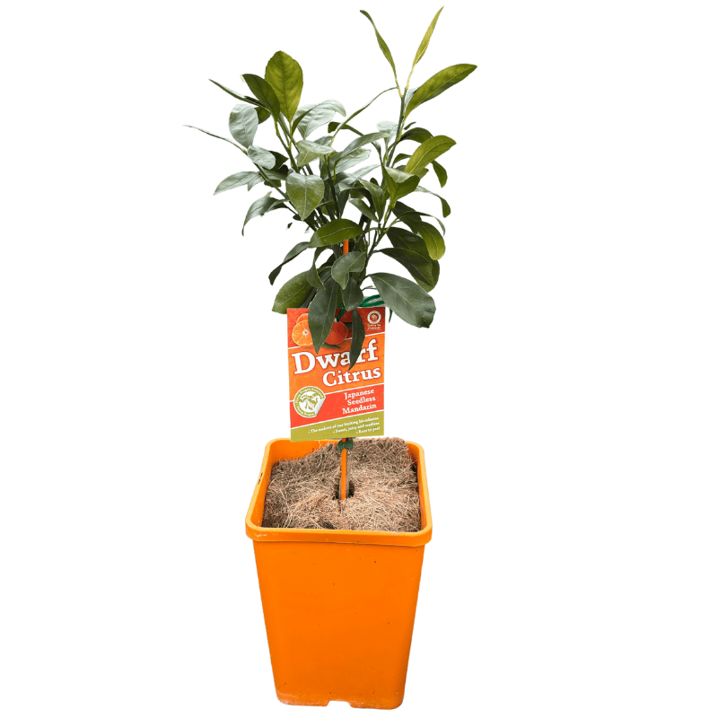 Mandarin Japanese Seedless Dwarf 18cm