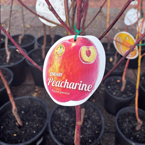 Peacharine Novelties Dwarf
