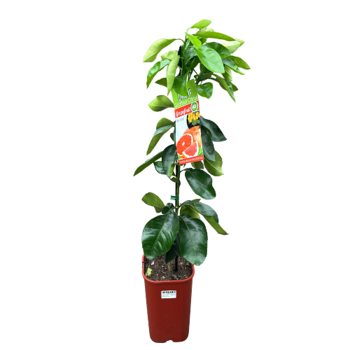 Grapefruit Rio Red Dwarf Grafted 4 litre