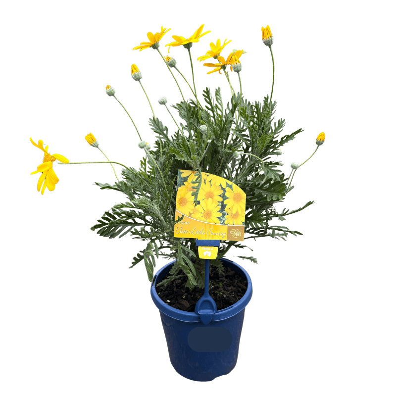 Euryops Elite Little Sunray 15cm
