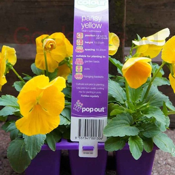 Pansy Yellow