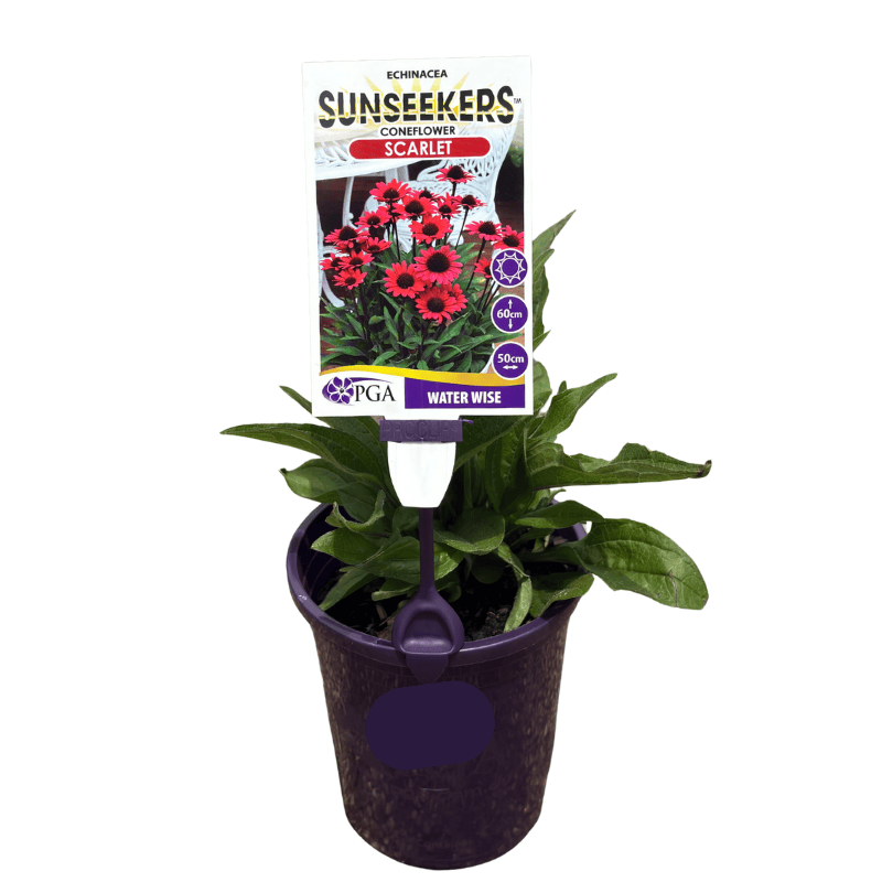 Echinacea Sunseekers Scarlet 14cm