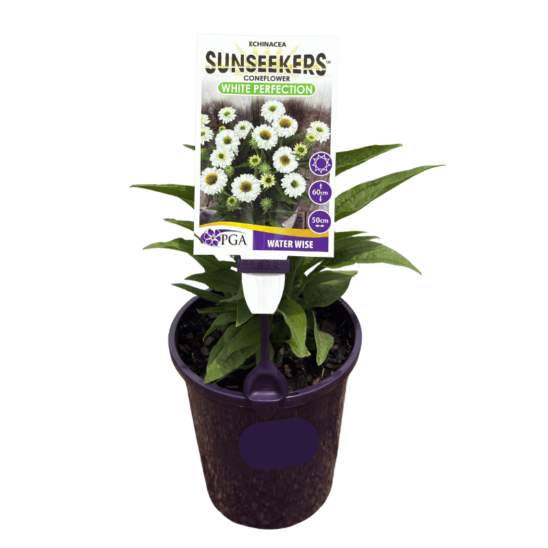 Echinacea Sunseekers White Perfection 14cm