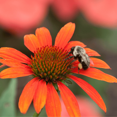 Echinacea Sunseekers Mineola 14cm