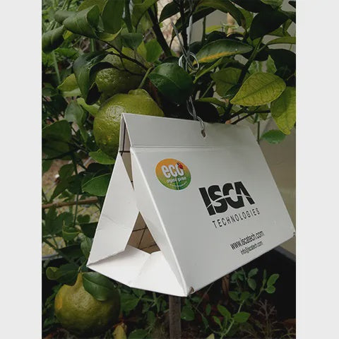 Eco Citrus Leaf Miner Trap