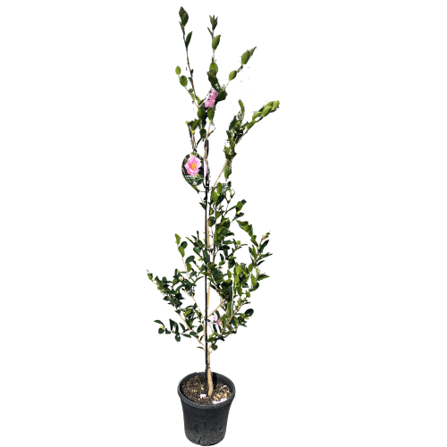 Camellia sasanqua Edna Butler 25cm