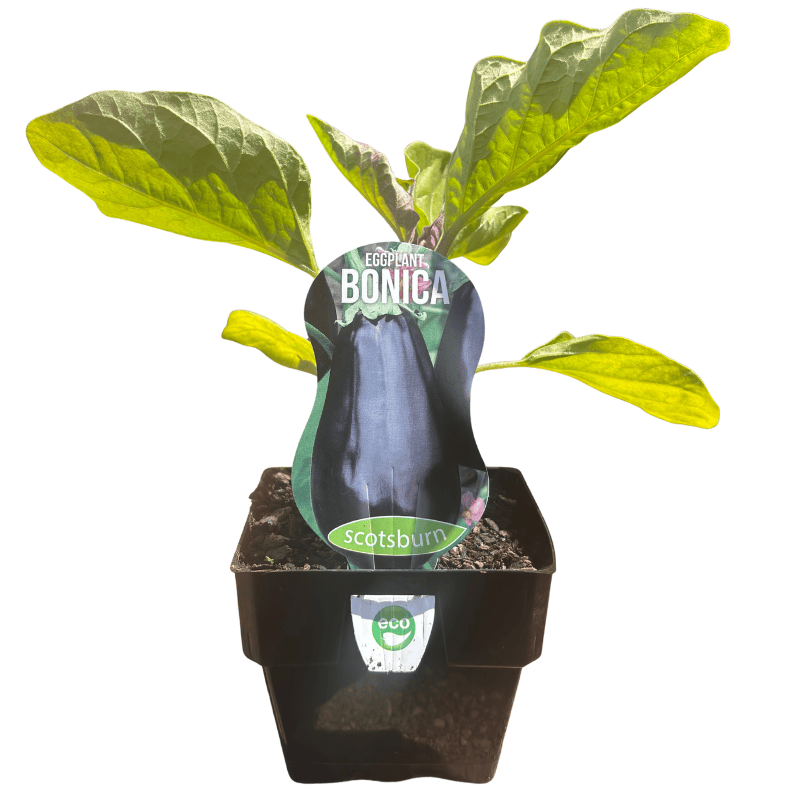 Eggplant Bonica Hybrid 10cm