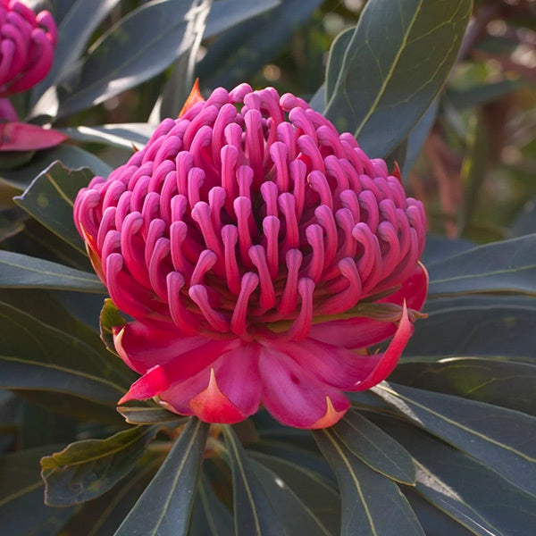 Waratah 'Enchanted Flame' 14cm