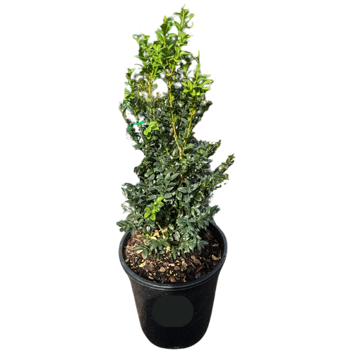 English Box 25cm