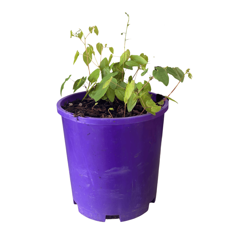 Epimedium 'Flowers of Sulphur' 14cm