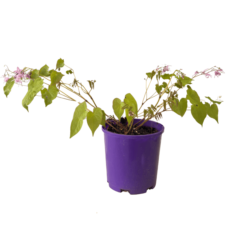 Epimedium 'Lilac Cascade' 14cm