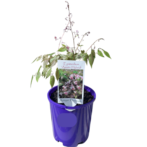 Epimedium 'Asiatic Hybrid' 14CM