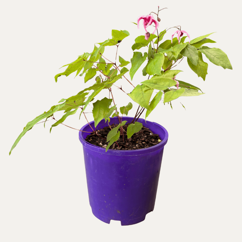 Epimedium Hot Lips 14cm