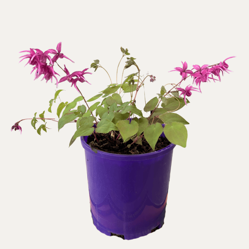 Epimedium Rose Queen 14cm