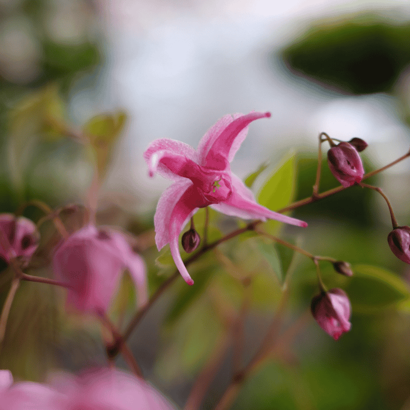 Epimedium Hot Lips 14cm