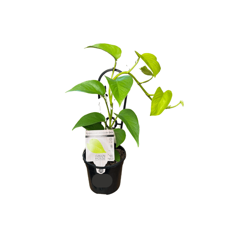 Devil's Ivy 'Goldilocks' 13cm