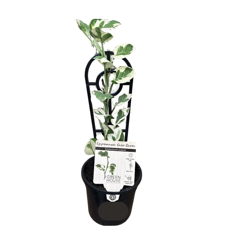 Devil's Ivy 'Snow Queen' 13cm