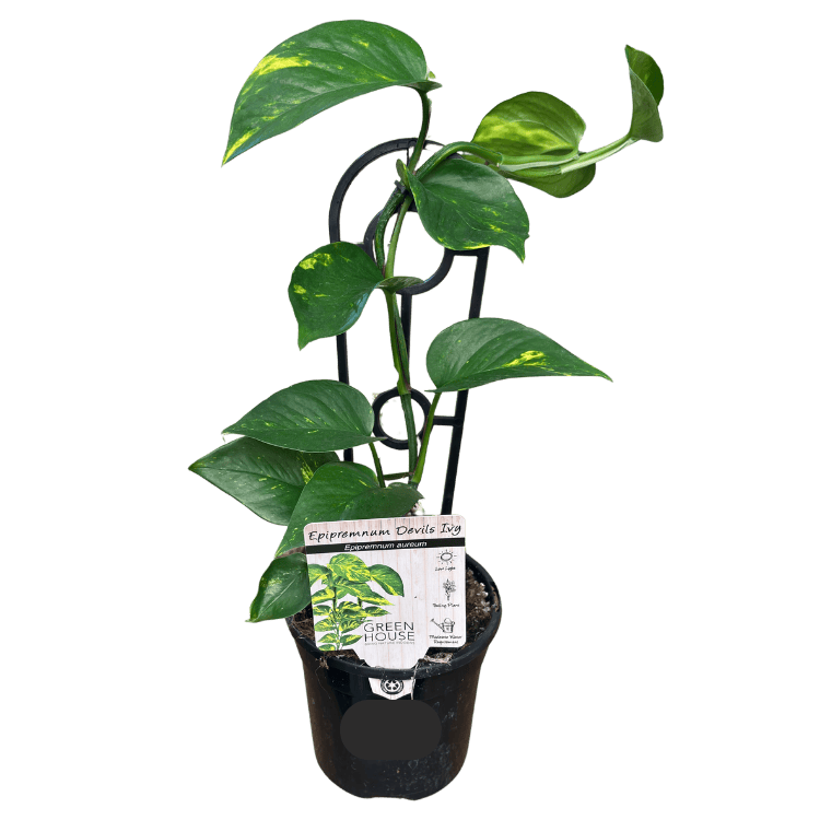 Epipremnum aureum - Devil's Ivy 13cm