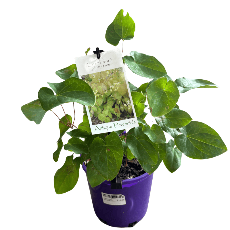 Epimedium pinnatum 14cm