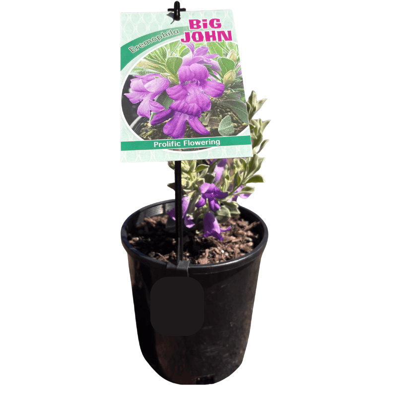 Eremophila mackinlayi 'Big John'14CM