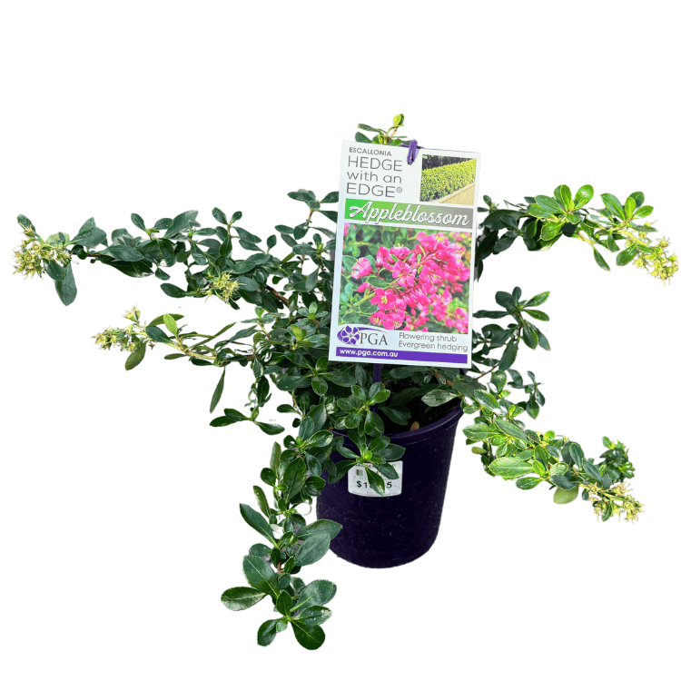 Escallonia Hedge with an Edge Appleblossom 14cm