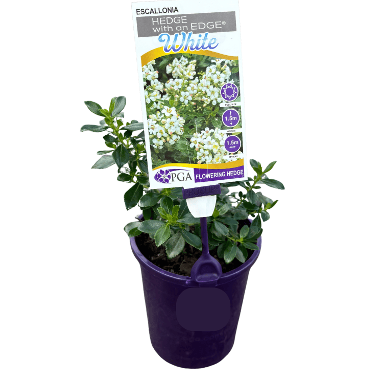 Escallonia Hedge with an Edge White 14cm