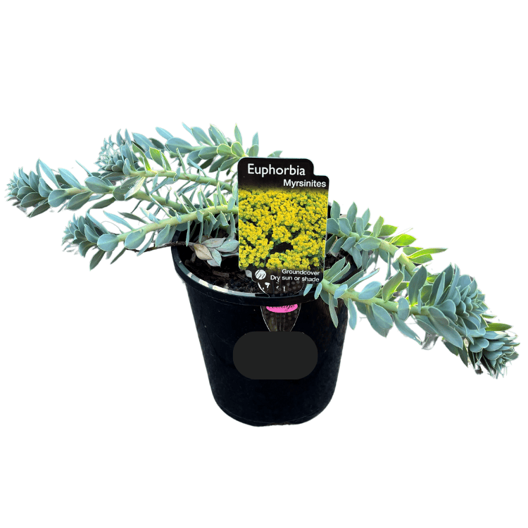 Euphorbia myrsinites 14cm