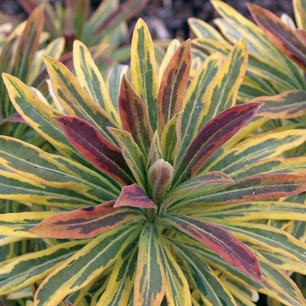 Euphorbia Ascot Rainbow 14cm