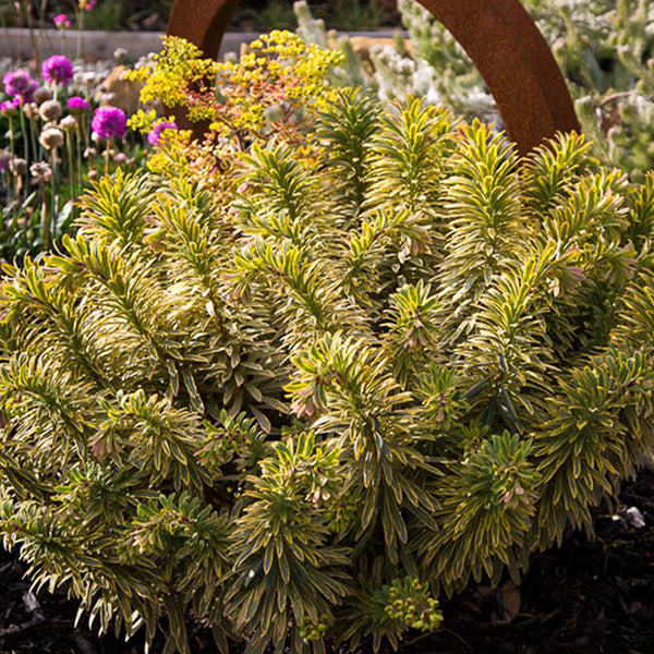 Euphorbia Ascot Rainbow 14cm