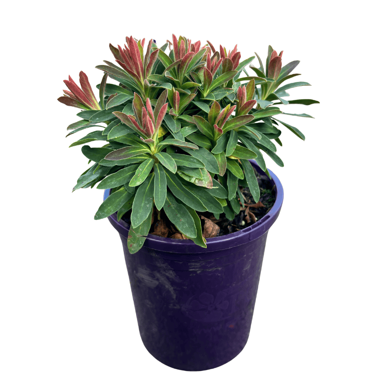 Euphorbia Tiny Tim 14cm