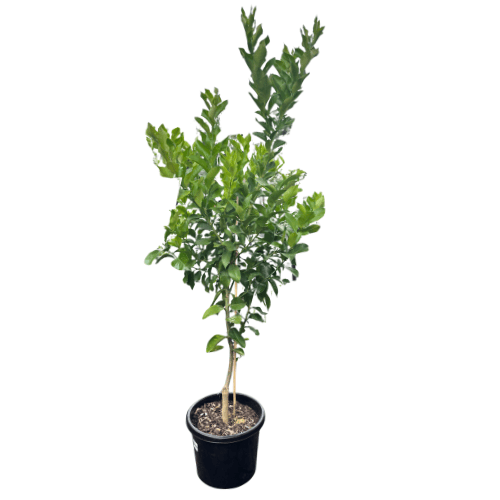 Lemon Eureka 33cm