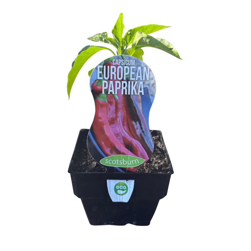 Capsicum European Paprika 10cm