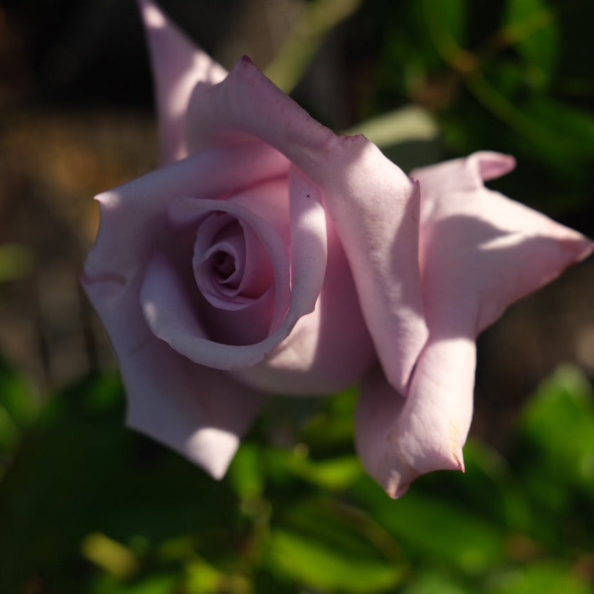 Rose 'Blue Moon' Hybrid Tea Bush 20cm