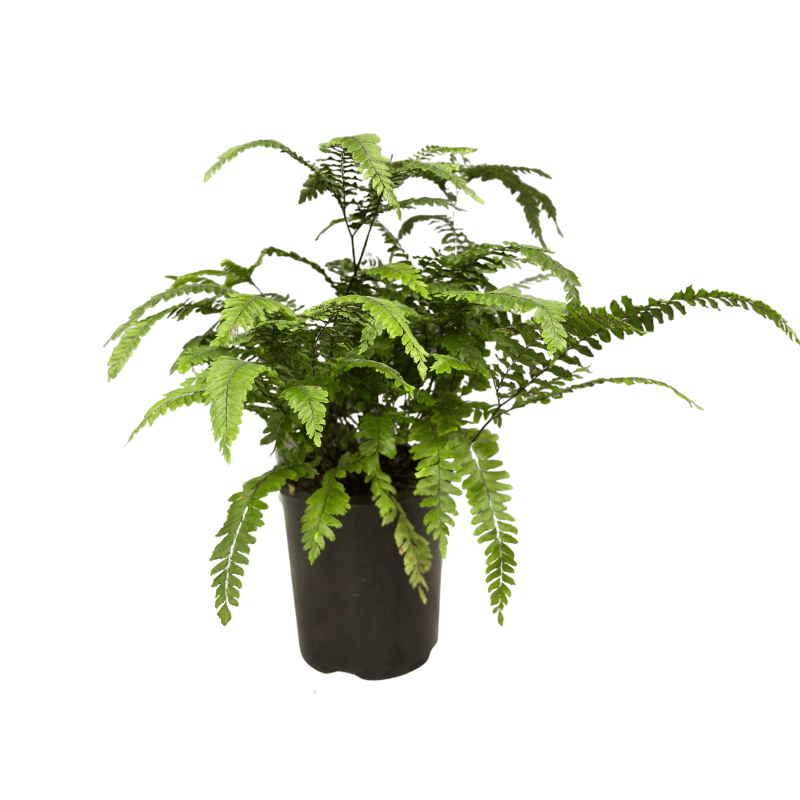 Fern Assorted 14cm